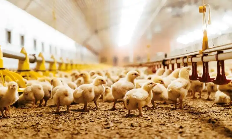 mùn cưa tạo nền chuồng khô ráo